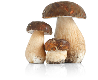 http://www.panfunghi.it/images/slideshow/porcini.jpg